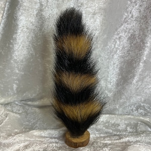 Mummified Raccoon Tails on Wood Slice