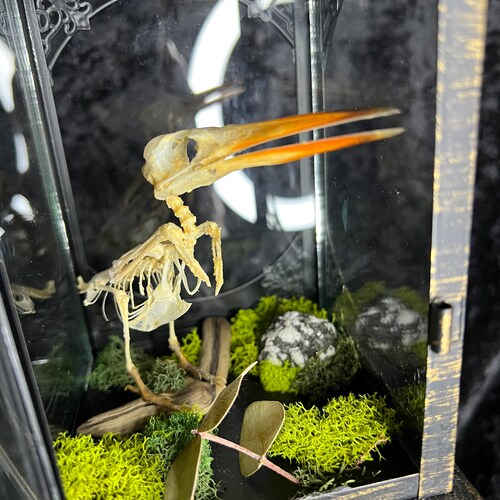 Articulated Red Beaked King shops Fisher Skeleton in Lantern Display