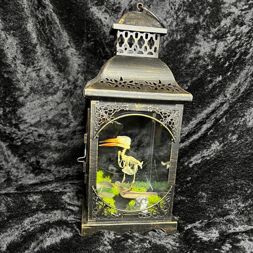Articulated Red Beaked King shops Fisher Skeleton in Lantern Display