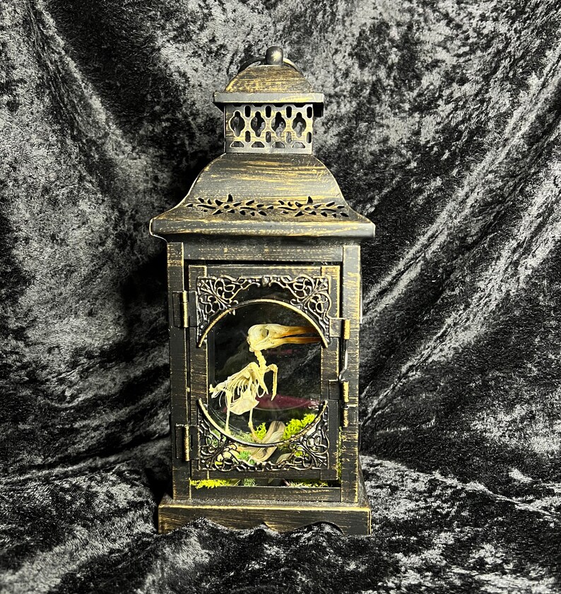 Articulated Red Beaked King shops Fisher Skeleton in Lantern Display