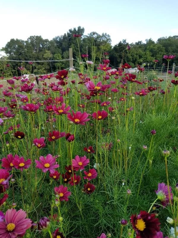 Wildflower seeds Annual Mix by the ounce or lb bulk Etsy