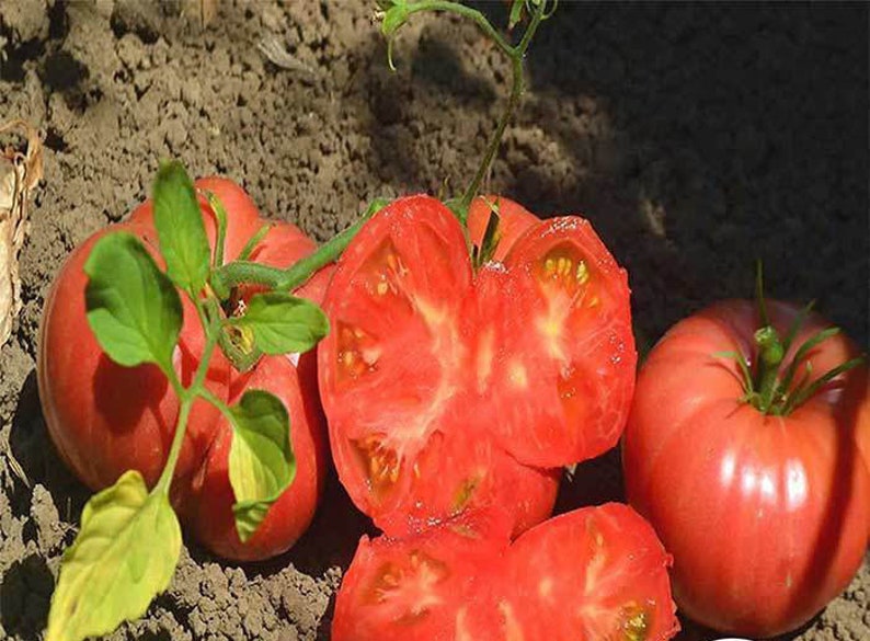 vegetable seeds Mortgage Lifter Heirloom Tomato Seeds Tomato Seeds
