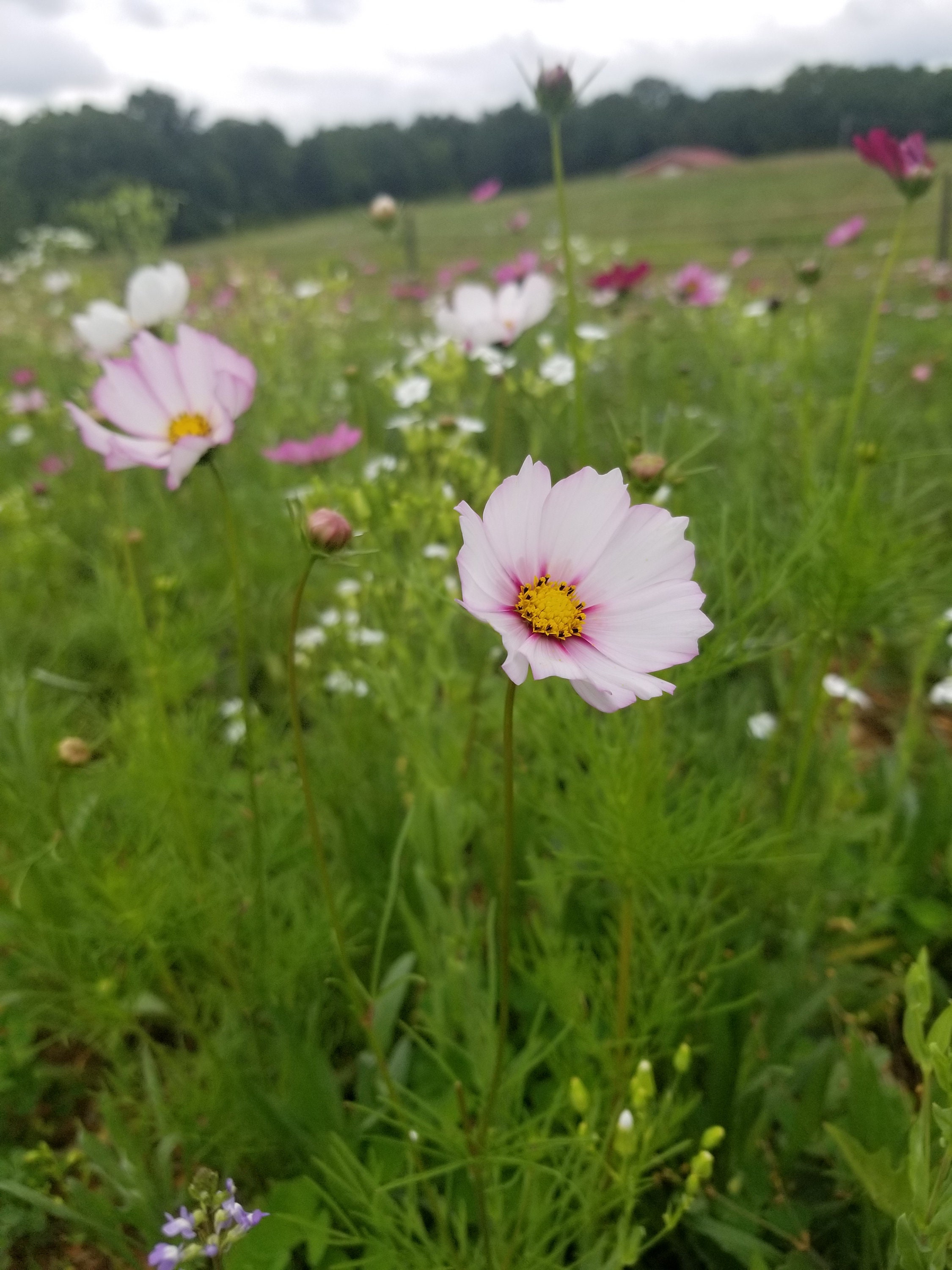 Wildflower seeds Annual Mix by the ounce or lb bulk Etsy