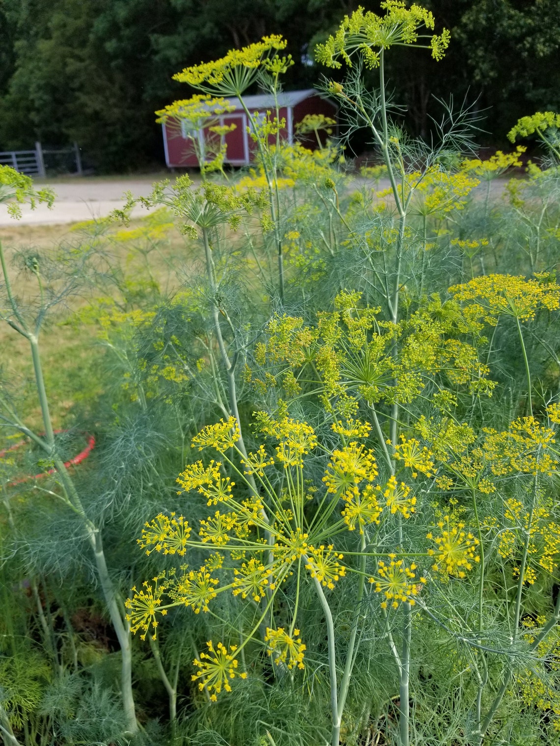 Dill Seeds Mammoth Long Island Dill Herb seeds easy to Etsy