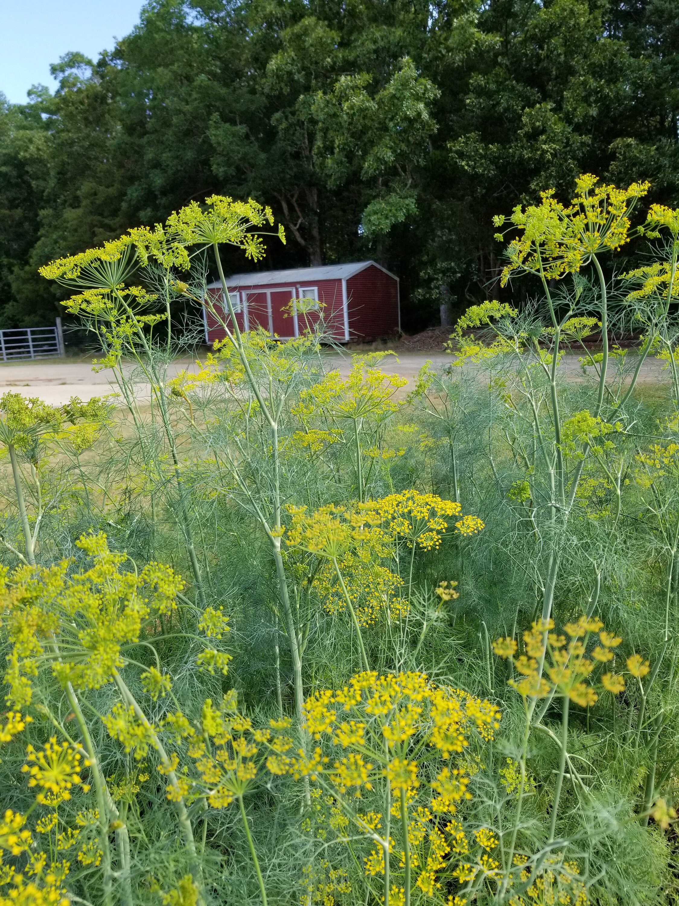 Dill Seeds Mammoth Long Island Dill Herb seeds easy to Etsy