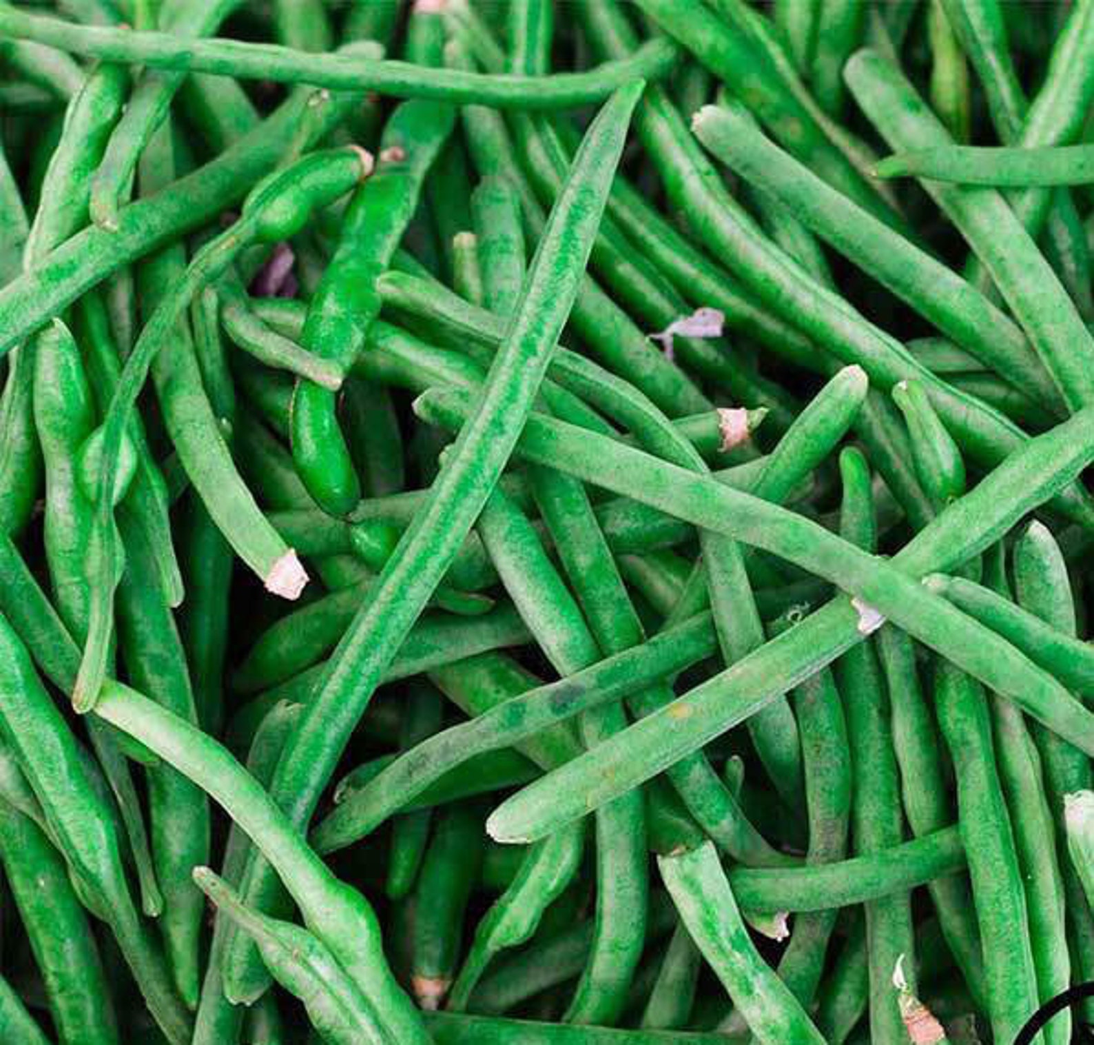 Green Bean seed Bush Bean Jade easy to grow vegetable Etsy