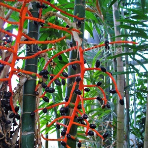 Chamaedorea tepejilote Palm Tree