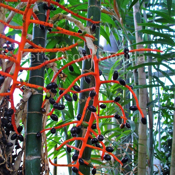 Chamaedorea tepejilote Palm Tree