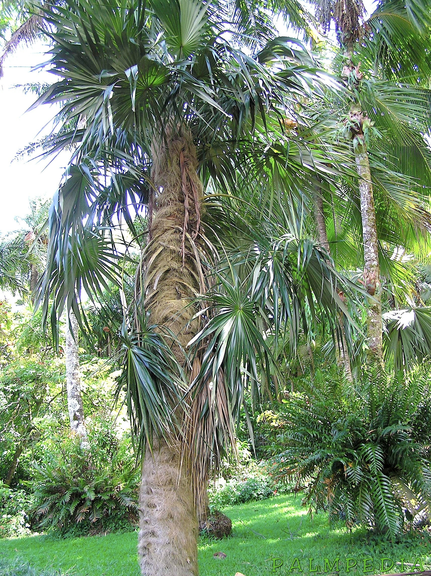 Coccothrinax crinita brevicrinis, “Short Hair” Old Man Palm Tree