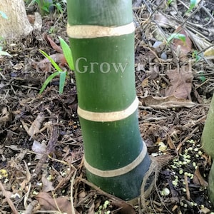 Chrysalidocarpus / Dypsis lanceolata Palm Tree