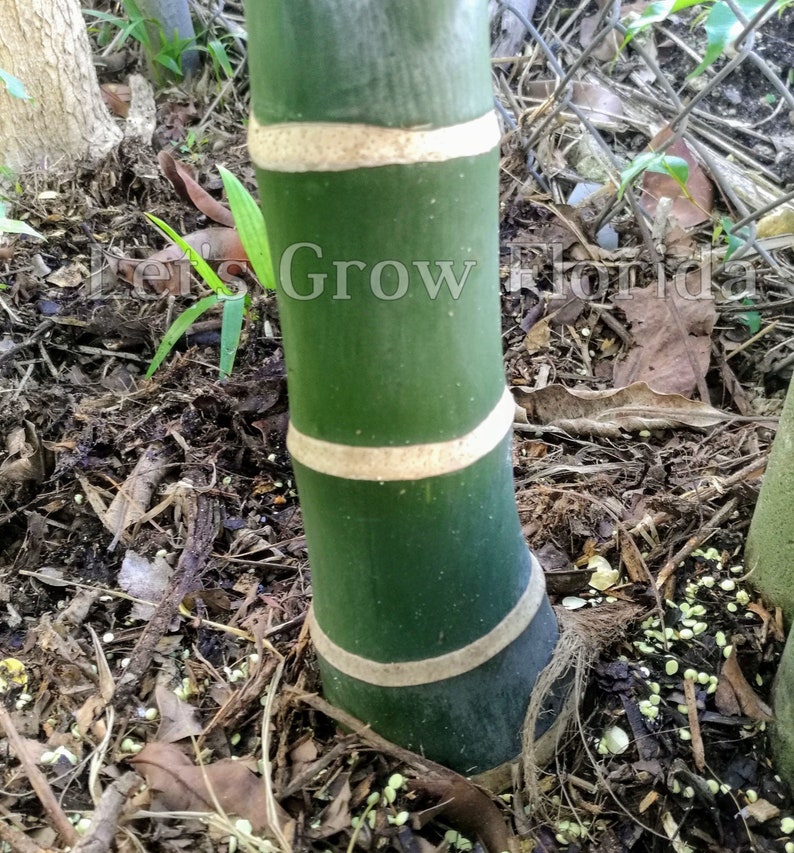 Chrysalidocarpus / Dypsis lanceolata Palm Tree