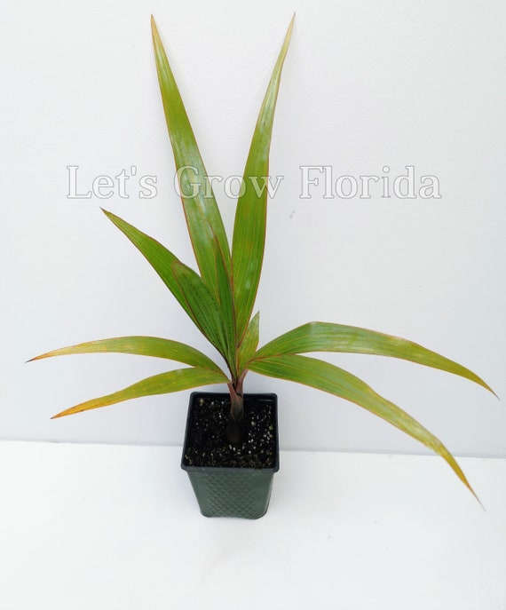 Hyophorbe Lagenicaulis Bottle Palm Tree Tropical - Etsy Canada