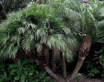 Phoenix Roebelenii Pygmy Date Palm Tree