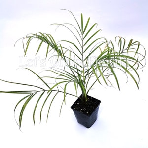 SeedHead Canary Island Date Palm Seeds (Phoenix Canariensis) – 10 Seeds – Hardy Zones 8b-11