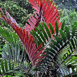 May include: A vibrant image of a tropical plant with striking red and green leaves. The plant's fronds are a deep red, contrasting with the lush green foliage surrounding it. The image captures the plant's unique texture and color.
