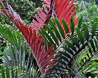 Chambeyronia macrocarpa, Flame Thrower Palm Tree