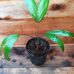 Chrysalidocarpus / Dypsis lanceolata Palm Tree