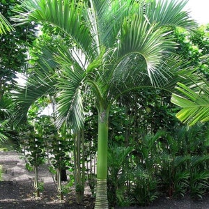 Carpoxylon macrospermum Palm Tree