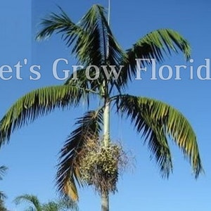 Veitchia winin Tropische Palme