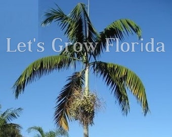 Veitchia winin Tropical Palm Tree