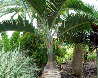 Hyophorbe lagenicaulis Flasche Palme Tropisch