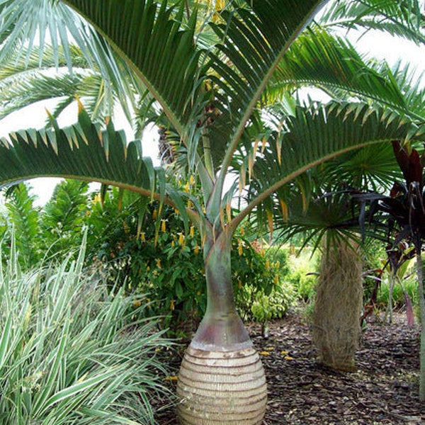 Hyophorbe lagenicaulis Bottle Palm Tree Tropical