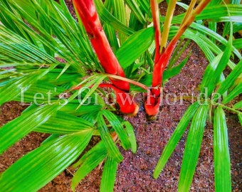 Cyrtostachys renda, ‘Red Sealing Wax’ / ‘Lipstick’ Palm Tree