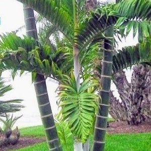 Chrysalidocarpus / Dypsis lanceolata Palm Tree