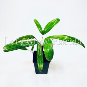 Rhapis excelsa, var. Koban, ‘The Puffy Leaf Japanese Lady Palm’