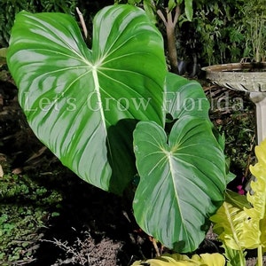 Philodendron McDowell