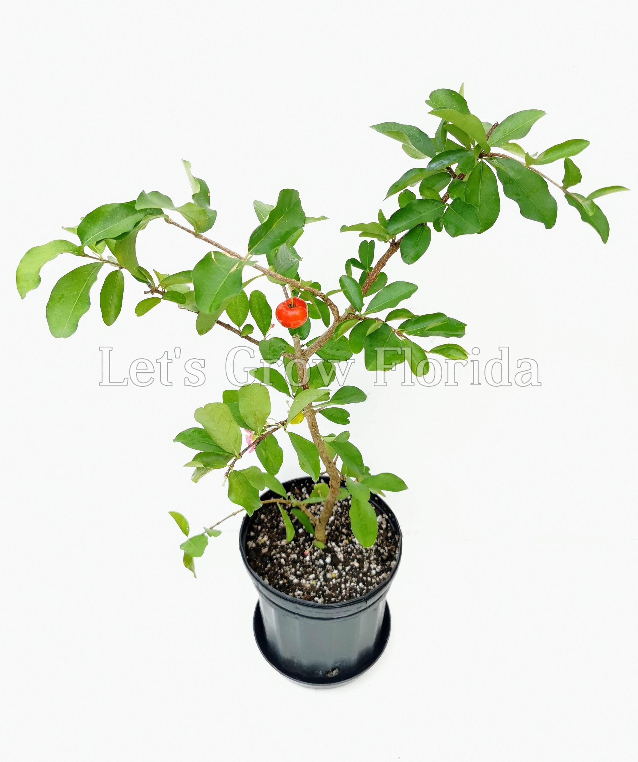 Barbados Cherry, Malpighia emarginata