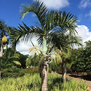 Hyophorbe verschaffeltii / Palma del fuso