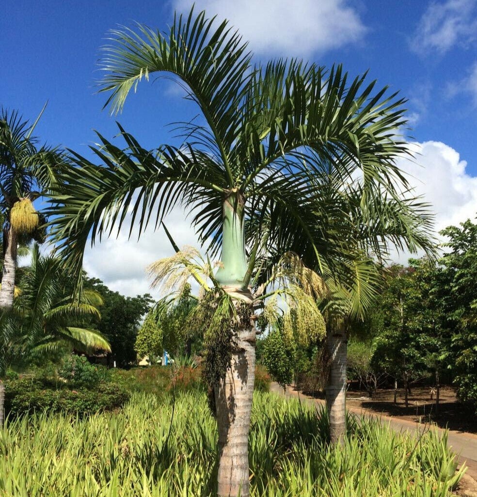 Hyophorbe Verschaffeltii / Spindle Palm Tree - Etsy