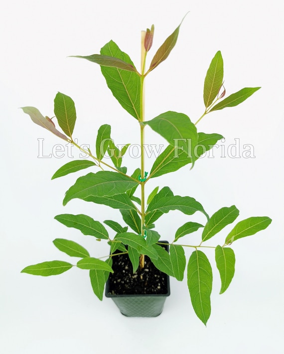 Regenbogen Eucalyptus deglupta, garantiert, echt, nicht gezchtet, Baum! -  Etsy sterreich