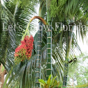 クリサリドカルパス / Dypsis pembana クラスター化ヤシの木