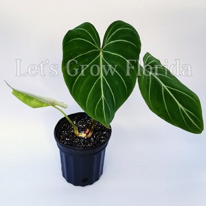 Philodendron gloriosum