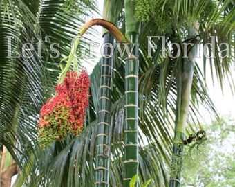 Chrysalidocarpus / Dypsis pembana Solitary Tropical Palm Tree