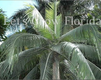 Dictyosperma album var. Furfuraceum Palm Tree