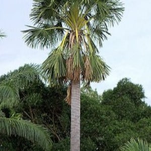 コリファ・ウタン