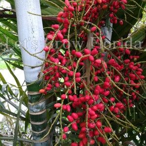 Chrysalidocarpus / Dypsis lanceolata Palm Tree