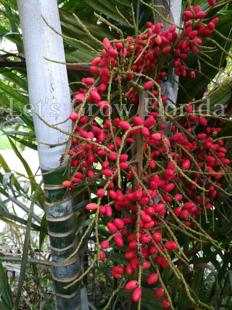 Chrysalidocarpus / Dypsis lanceolata Palm Tree