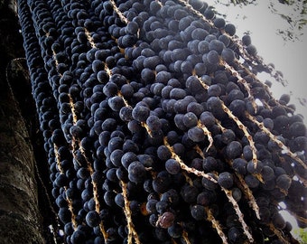 Euterpe Oleracea "acai Super Berry Palm Tree - Etsy