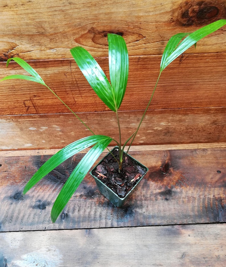 Chrysalidocarpus / Dypsis lanceolata Palm Tree