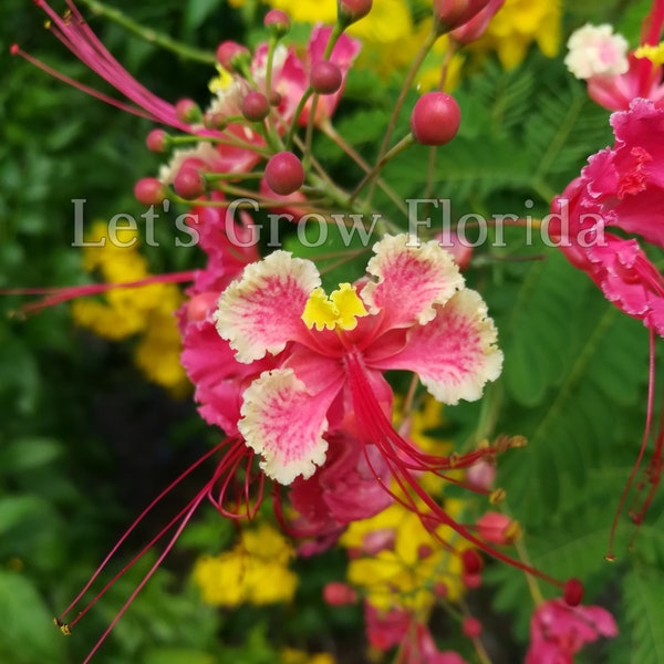 Dwarf Poinciana, Pink, Peacock Flower Tree, Seedlings & Seed Caesalpinia pulcherrima Tropical Plant