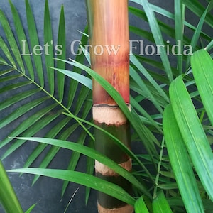 Palma Euterpe oleracea "Acai Super Berry".