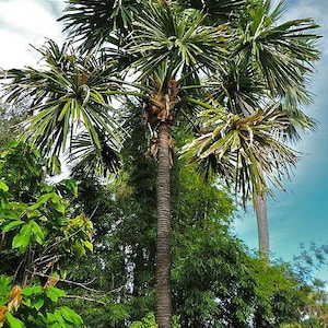 ボラソデンドロン マカドニス ヤシの木