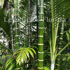 ダイプシス カバダエ ヤシの木