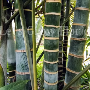 Chrysalidocarpus / Dypsis lanceolata Palm Tree