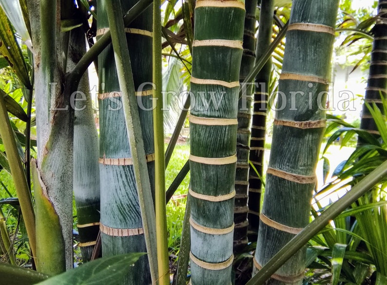 Chrysalidocarpus / Dypsis lanceolata Palm Tree