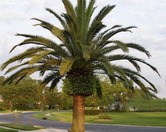 Phoenix canariensis, Kanarieöarnas dadelpalm